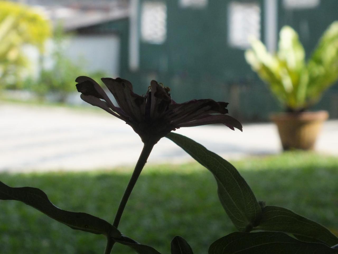 Hillsview Rest & Guest House Matale Luaran gambar